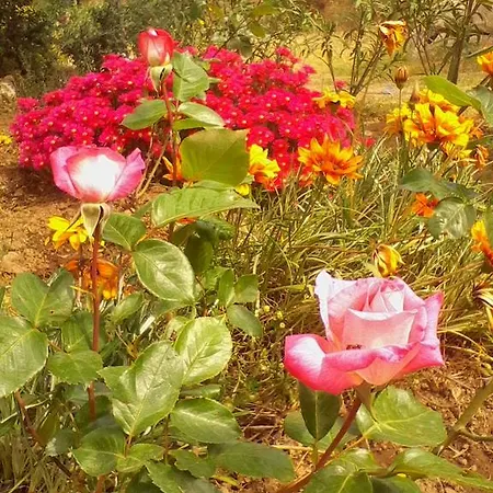 Farm Gli Oleandri Κατάλυμα σε φάρμα