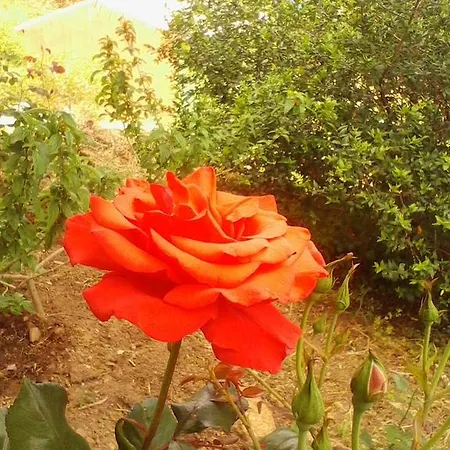 Farm Gli Oleandri Loiri Porto San Paolo