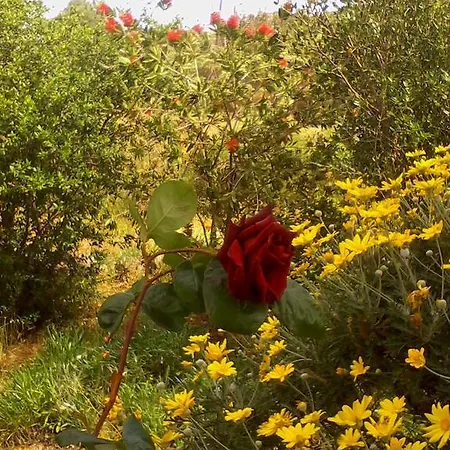 Κατάλυμα σε φάρμα Farm Gli Oleandri