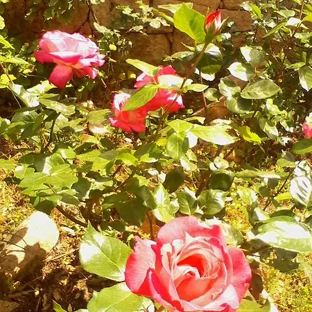 Κατάλυμα σε φάρμα Farm Gli Oleandri