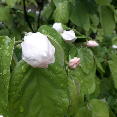 Κατάλυμα σε φάρμα Farm Gli Oleandri Loiri Porto San Paolo