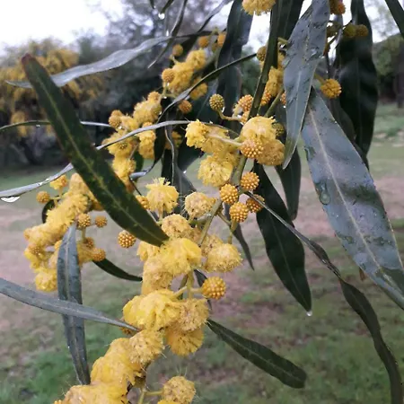 Κατάλυμα σε φάρμα Farm Gli Oleandri *