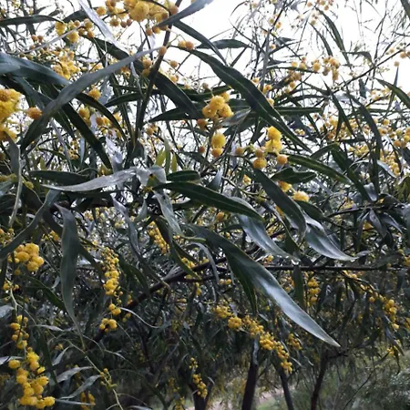 Κατάλυμα σε φάρμα Farm Gli Oleandri