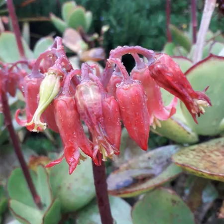 Farm Gli Oleandri Κατάλυμα σε φάρμα *