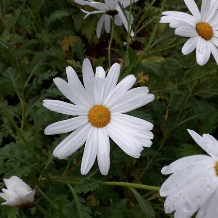Κατάλυμα σε φάρμα Farm Gli Oleandri